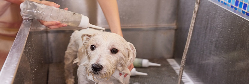 寵物清潔護理劑檢測